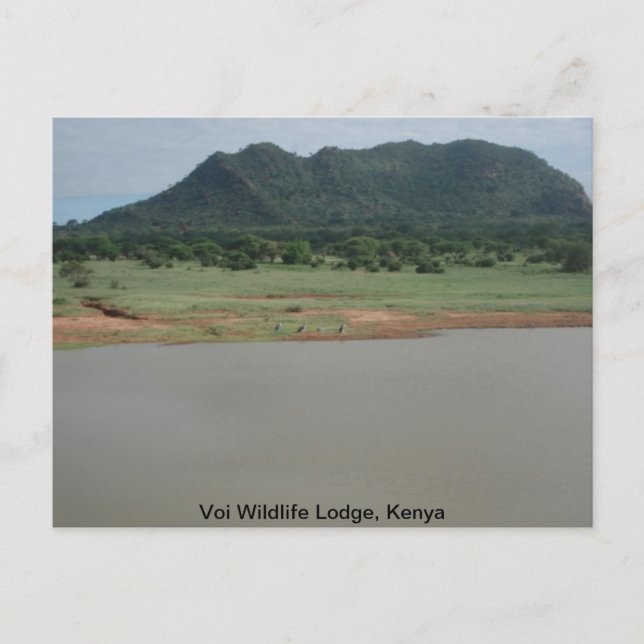 Carte Postale Vue naturelle du Voi Wildlife Lodge (Devant)