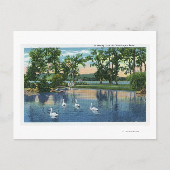 Carte Postale Vue pittoresque des cygnes sur le lac (Devant)