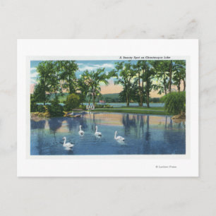 Carte Postale Vue pittoresque des cygnes sur le lac