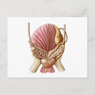 Carte Postale Vue Postérieure De La Vessie Urinaire