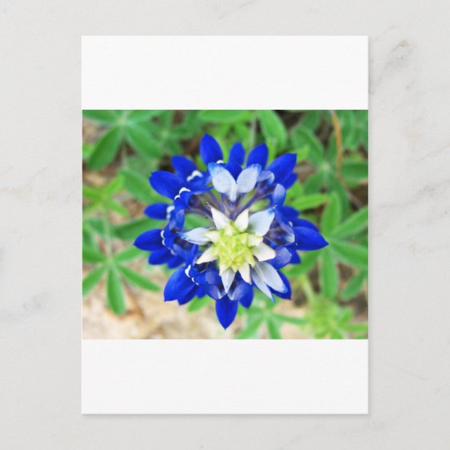 Carte Postale Vue supérieure du Texas Bluebonnet (Devant)