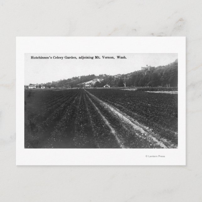 Carte Postale Vue sur Hutchinson Celery Garden (Devant)