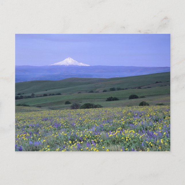 Carte Postale WA, comté de Klickitat, Ranch de Dalles Mountain, (Devant)