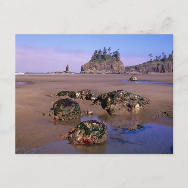 Carte Postale WA, Olympic NP, Second Beach avec piscines et (Devant)