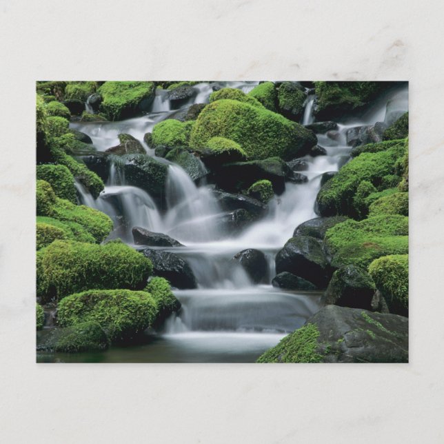 Carte Postale WA, Pôle olympique, Vallée de Sol Duc, ruisseau av (Devant)