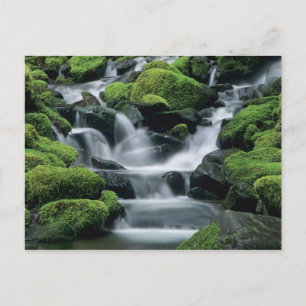 Carte Postale WA, Pôle olympique, Vallée de Sol Duc, ruisseau av