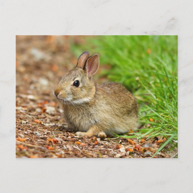 Carte Postale WA, Redmond, East Cottontail bébé lapin (Devant)