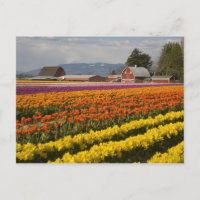 WA, Skagit Valley, Champs de tulipe en fleur, à
