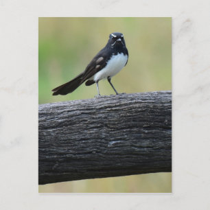 CARTE POSTALE WAGTAIL SUR FENCE QUEENSLAND AUSTRALIE