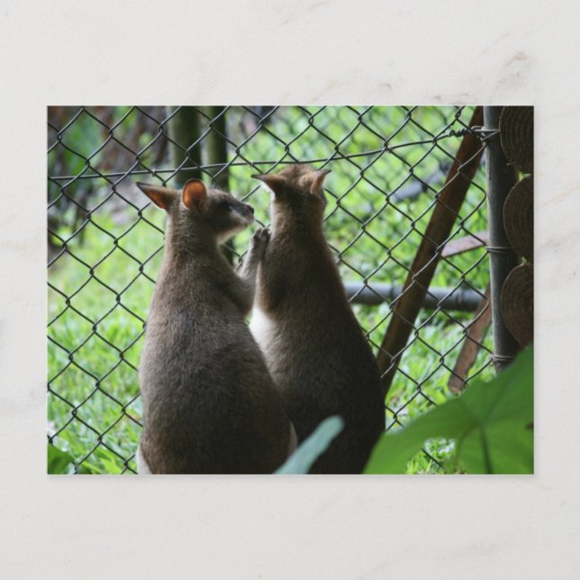 Carte Postale Wallabies (Devant)