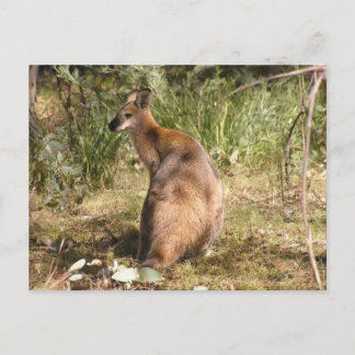 Carte Postale Wallaby