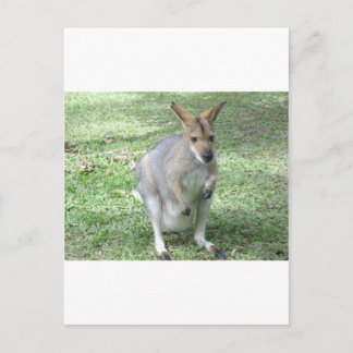 Carte Postale Wallaby australienne