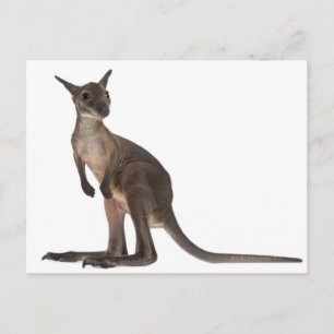 Carte Postale Wallaby - Macropus robustus (3 mois)