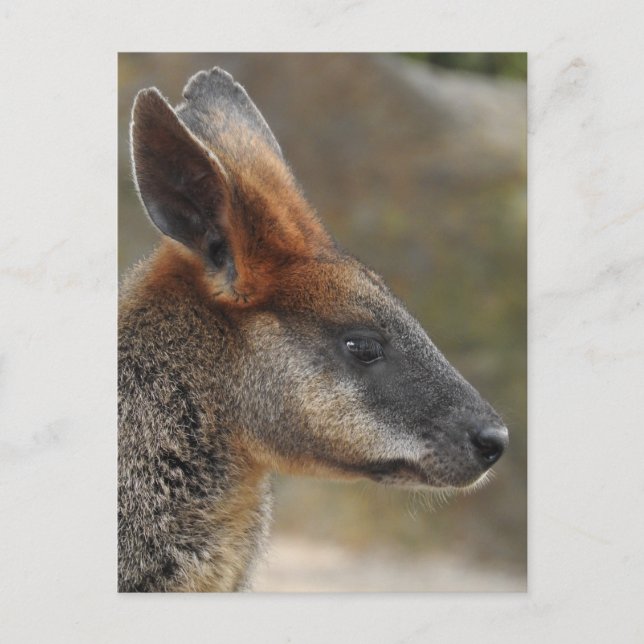 Carte postale Wallaby Marais (Devant)
