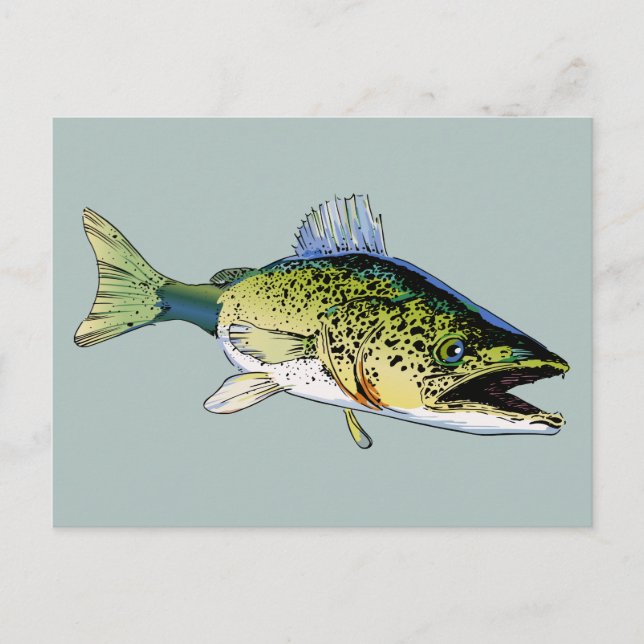 Carte Postale Walleye (Devant)