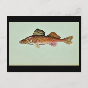 Carte Postale Walleye