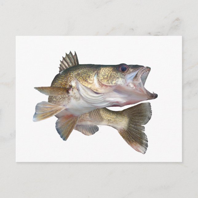 Carte Postale Walleye de pêche (Devant)