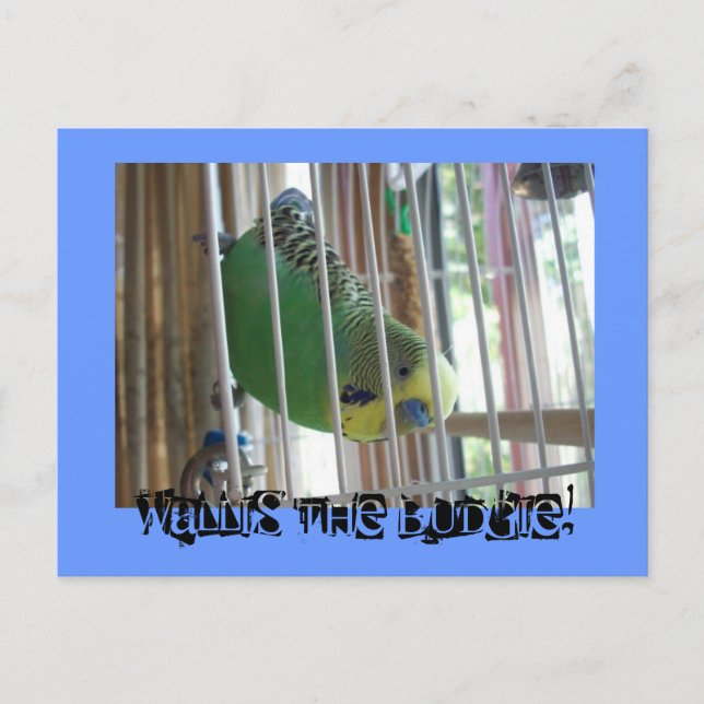 Carte Postale Wallis le Budgie ! (Devant)