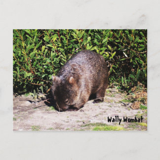 Carte postale Wally Wombat