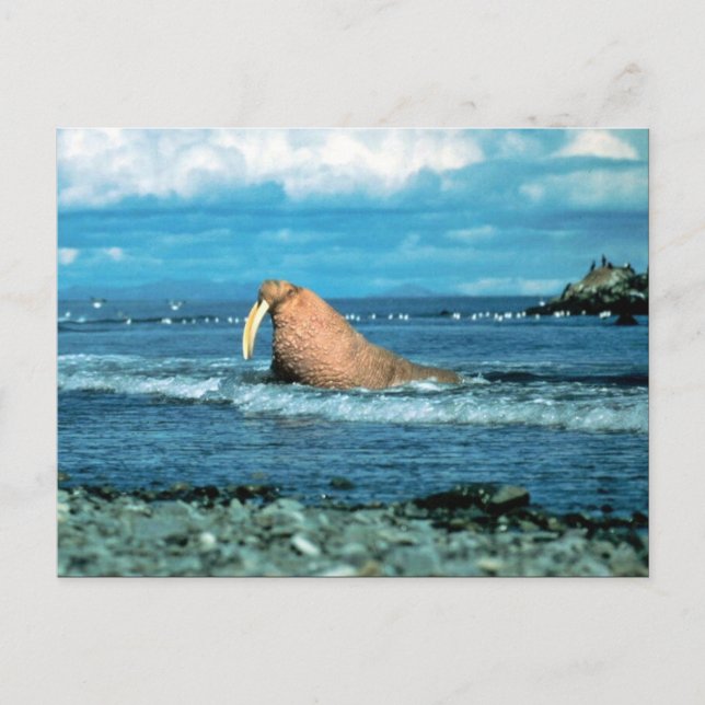 Carte Postale Walrus (Devant)