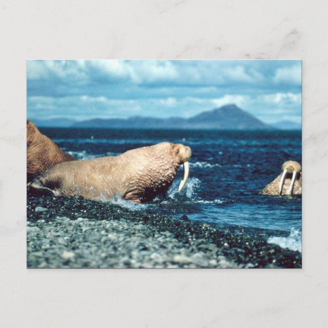 Carte Postale Walrus (Devant)
