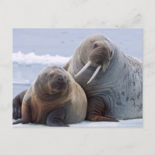 Carte Postale Walrus cow and calf reston on a sea ice floe