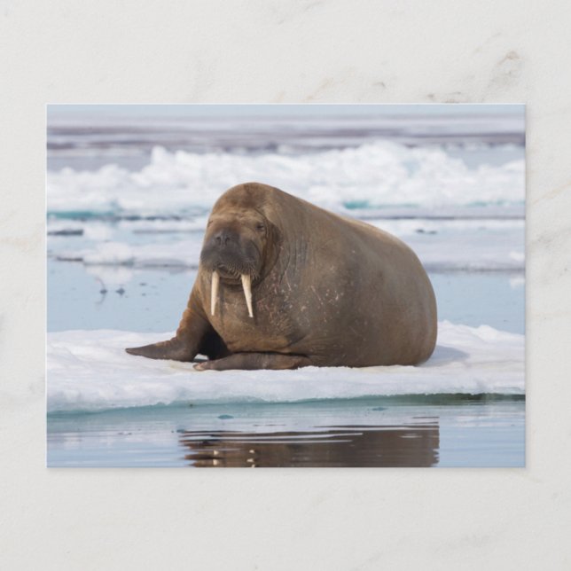 Carte Postale Walrus resting on ice, Norway (Devant)