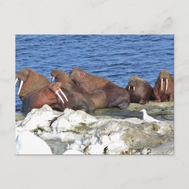 Carte Postale Walrus sur la glace de mer de Béring (Devant)