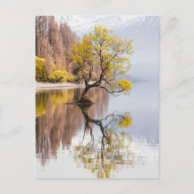 Carte Postale Wanaka Tree Autumn Nature Paysage (Devant)