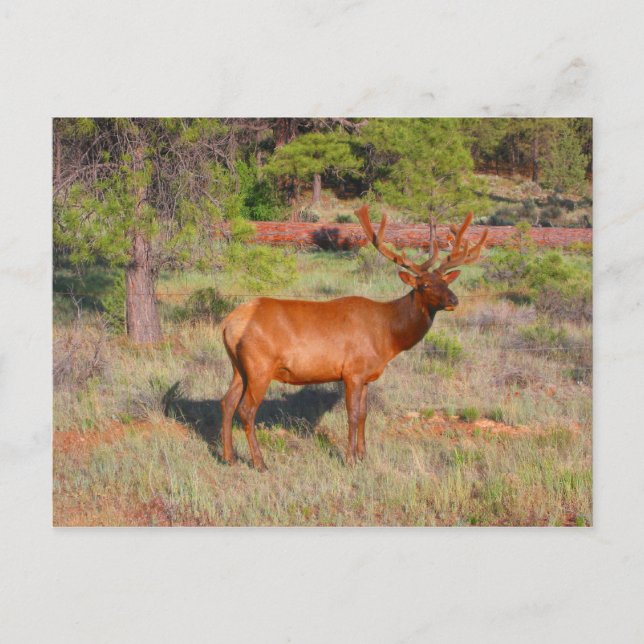Carte Postale wapiti (Devant)
