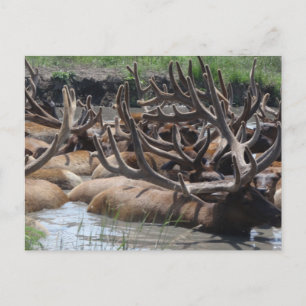 Carte Postale wapiti
