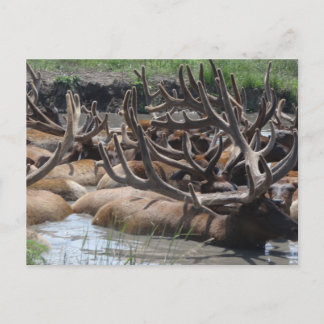 Carte Postale wapiti