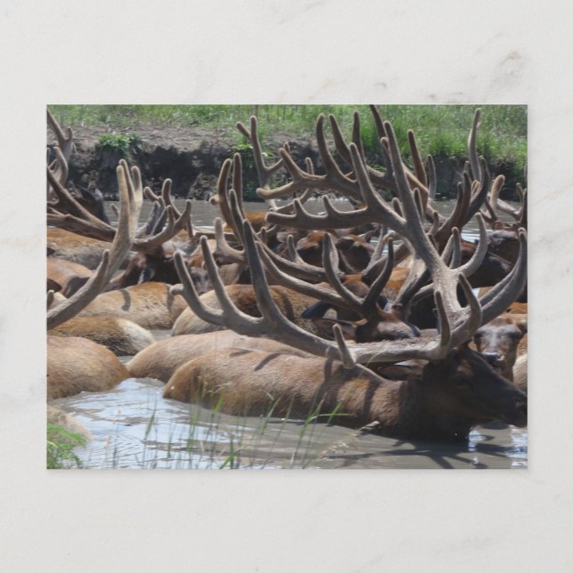 Carte Postale wapiti (Devant)
