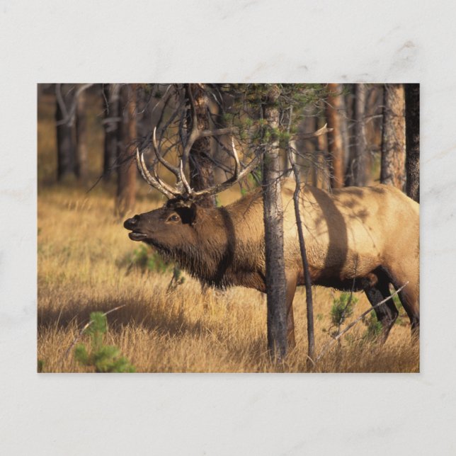 Carte Postale wapiti, Cervus elaphus, bull bourdonne dans un brû (Devant)