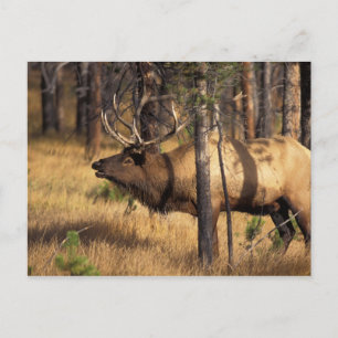 Carte Postale wapiti, Cervus elaphus, bull bourdonne dans un brû