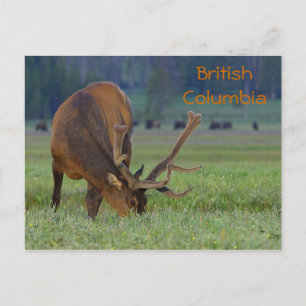 Carte postale wapiti de la Colombie-Britannique