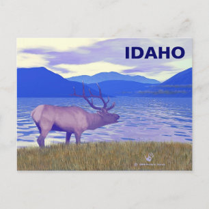 Carte Postale Wapiti (Elk) Sur Le Lac