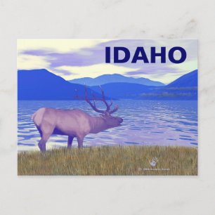 Carte Postale Wapiti (Elk) Sur Le Lac