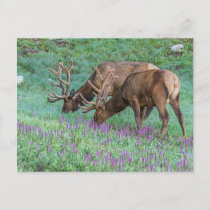 Carte Postale Wapiti mâles Parc national de Rocky Mountain, Colo