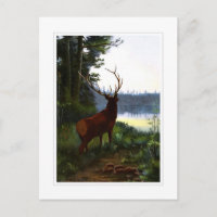 Wapiti, ou Elk