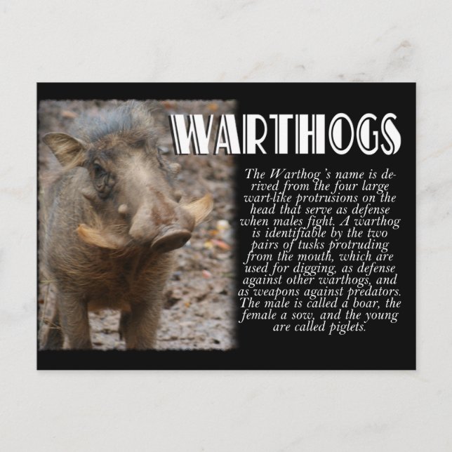 Carte Postale WARTHOGS avec description (Devant)