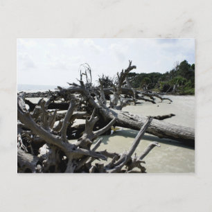 Carte Postale Washed Ashore