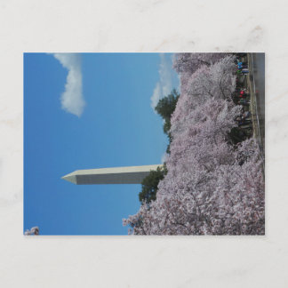 Carte Postale Washington DC Cherry Blossom 2