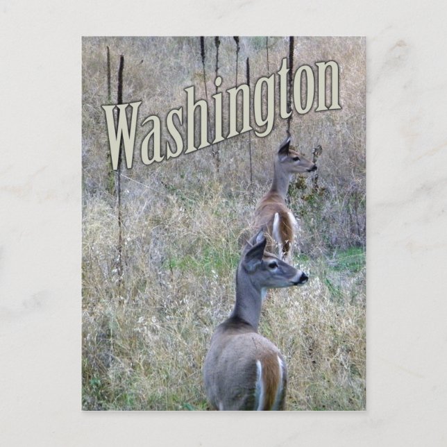 Carte postale Washington, deux cerfs à queue blanc (Devant)