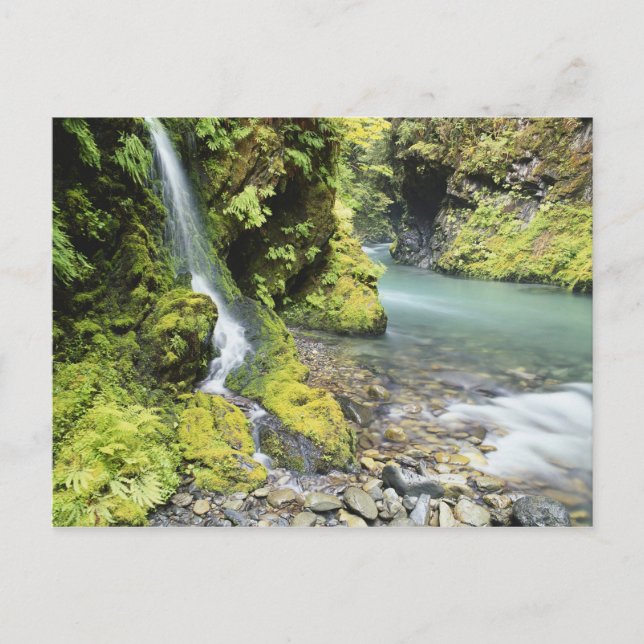 Carte Postale Washington, Parc National Olympique, Saisonnier (Devant)