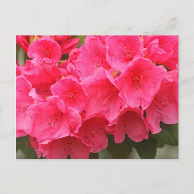 Carte Postale Washington, Seattle, Puget Sound, Discovery Park (Devant)