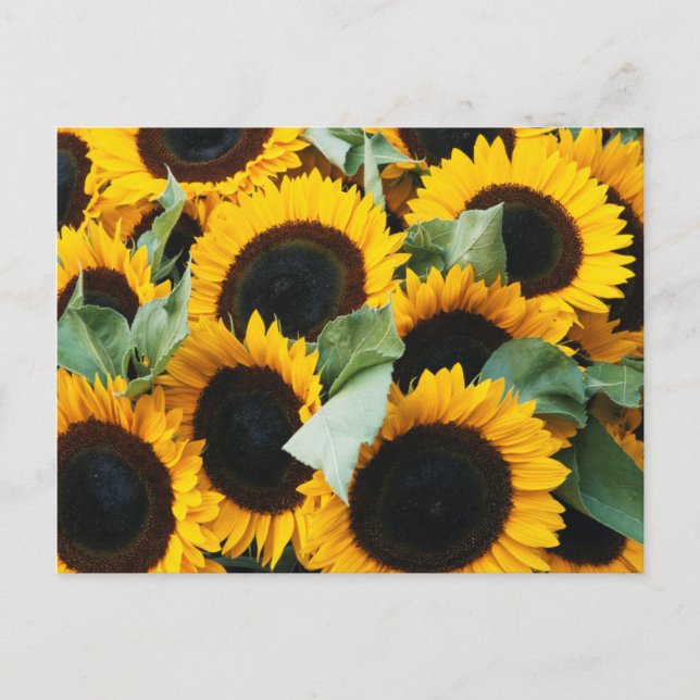 Carte Postale Washington, Seattle, Tournesol en vente de brochet (Devant)
