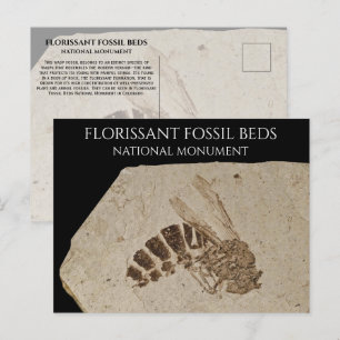 Carte Postale Wasp Fossil Florissant Fossil Lits Fossil National