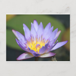 Carte Postale Water Lilly