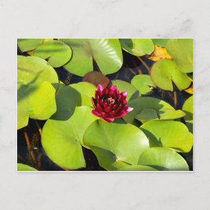 Carte postale Water Lily